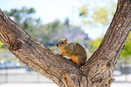 Photo for Squirrel. California ground squirrel. Otospermophilus beecheyi. Beechey ground squirrel. Squirrels live in trees. Diet is mostly herbivorous, with seeds, grains, nuts, fruits, and sometimes roots. - Royalty Free Image