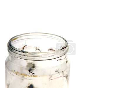 Photo for Praying Mantis. New Born Praying Mantis in a empty jar. Isolated on white. Room for text. Praying Mantis are beneficial insects for gardens and plants. Mantis eat other insects harmful to plants. - Royalty Free Image