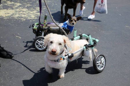 Photo for Huntington Beach, California - USA - April 16, 2022. 5th Annual Pet Fair! Adorable pets from reputable rescue groups up for adoption. Dog who uses a wheelchair. Disabled Canine. - Royalty Free Image