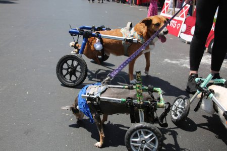 Foto de Huntington Beach, California - USA - 16 de abril de 2022. 5ª Feria Anual de Mascotas Adorables mascotas de grupos de rescate de buena reputación en adopción. Perro que usa una silla de ruedas. Canino discapacitado. - Imagen libre de derechos