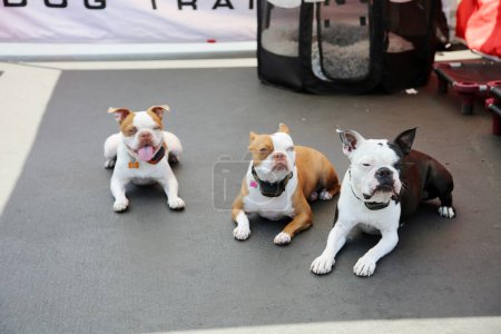 Foto de Huntington Beach, California - USA - April 16, 2022. 5th Annual Pet Fair! Near the 'Barking Lot' in 5 Points Plaza. adorable pets from reputable rescue groups up for adoption. Fun for the whole family - Imagen libre de derechos