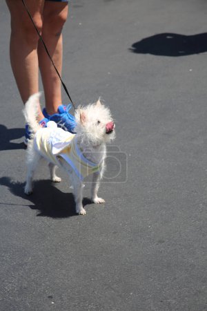 Téléchargez les photos : Huntington Beach, California - USA - April 16, 2022. 5th Annual Pet Fair! Near the 'Barking Lot' in 5 Points Plaza. adorable pets from reputable rescue groups up for adoption. Fun for the whole family - en image libre de droit