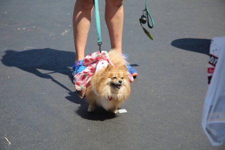 Photo for Huntington Beach, California - USA - April 16, 2022. 5th Annual Pet Fair! Near the 'Barking Lot' in 5 Points Plaza. adorable pets from reputable rescue groups up for adoption. Fun for the whole family - Royalty Free Image