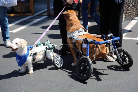 Téléchargez les photos : Huntington Beach, California - USA - April 16, 2022. 5th Annual Pet Fair! Near the 'Barking Lot' in 5 Points Plaza. adorable pets from reputable rescue groups up for adoption. Fun for the whole family - en image libre de droit