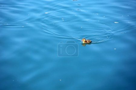Photo for Duckling in the water - Royalty Free Image
