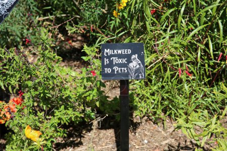 Photo for Costa Mesa, California - USA - October 3, 2022: Milkweed is Toxic to Pets. Warning sign in a garden with Milkweed plants for Butterflies and Pollinating insects warning about Milkweed Poisoning - Royalty Free Image