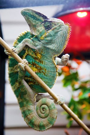 Foto de Chameleon. Veiled chameleon. Chamaeleo calyptratus. A beautiful Veiled Chameleon sits on a stick in his terrarium close to his heat lamp - Imagen libre de derechos