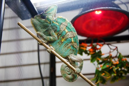 Foto de Chameleon. Veiled chameleon. Chamaeleo calyptratus. A beautiful Veiled Chameleon sits on a stick in his terrarium close to his heat lamp - Imagen libre de derechos