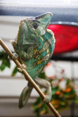 Téléchargez les photos : Chameleon. Veiled chameleon. Chamaeleo calyptratus. A beautiful Veiled Chameleon sits on a stick in his terrarium close to his heat lamp - en image libre de droit