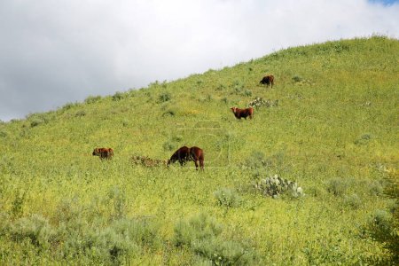 Téléchargez les photos : Chevaux. Chevaux et vaches appréciant manger des herbes un jour de printemps. Les chevaux mangent de l'herbe dans la prairie au printemps. Vaches Profitez de manger de l'herbe dans un champ un après-midi de printemps. Herbe fraîche et plantes à manger - en image libre de droit