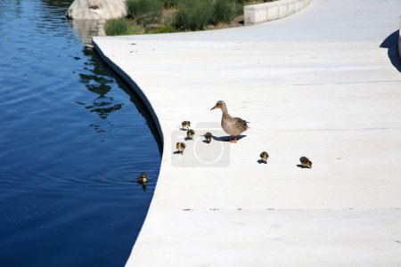 Photo for Mallard Duck. Mother Mallard Duck with her Seven Hatchlings. Baby Ducks with their Mommy at a local pond. Female duck with Seven ducklings sits on the shore of a Turtle pond. Wild Ducks living life. - Royalty Free Image