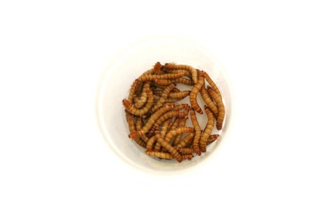 Foto de Los gusanos de la comida son la forma larval del escarabajo gusano de la comida. Tenebrio Molitor, una especie de escarabajo oscuro. Los gusanos de la comida se utilizan como alimento para mascotas o como cebo para los pescadores. Los gusanos de la comida son comestibles para los humanos. - Imagen libre de derechos