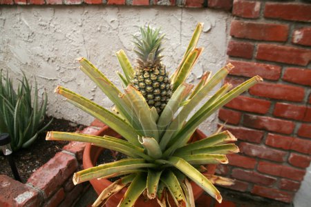 Photo for Pineapple. Home Grown Pineapple. Pineapple growing in a plant pot on a patio. Delicious tropical fruit growing in a ceramic plant pot on a persons patio. First home grown pineapple of the season. - Royalty Free Image
