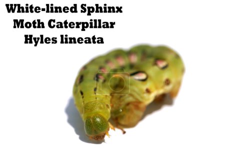 Photo for White-Lined Sphinx Moth Caterpillar. Hyles Lineata. White-lined Sphinx Moth caterpillar, which becomes what is commonly known as the hummingbird moth. Close up of a white lined sphinx moth caterpillar. - Royalty Free Image
