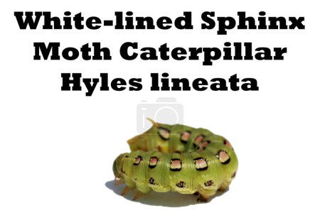 Photo for White-Lined Sphinx Moth Caterpillar. Hyles Lineata. White-lined Sphinx Moth caterpillar, which becomes what is commonly known as the hummingbird moth. Close up of a white lined sphinx moth caterpillar. - Royalty Free Image