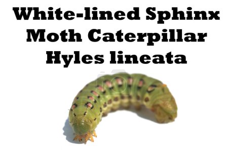 Photo for White-Lined Sphinx Moth Caterpillar inscription. Hyles Lineata on white background. White-lined Sphinx Moth caterpillar, which becomes what is commonly known as the hummingbird moth. - Royalty Free Image