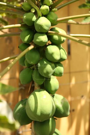 Téléchargez les photos : Papaye. La papaye est un petit arbre peu ramifié. Nature papaye jaune fraîche sur arbre aux fruits. Fruits de papaye sur un arbre poussant à Maui, Hawaï. Fruits frais. - en image libre de droit