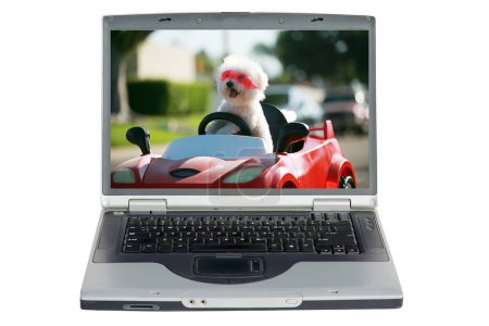 Photo for Laptop computer with a Happy Dog in car. Bichon Frise Dog enjoys a ride in her pedal car. - Royalty Free Image