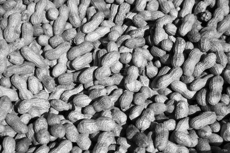 Foto de Foto en blanco y negro.. Cacahuetes recién asados en venta en un mercado de agricultores. - Imagen libre de derechos