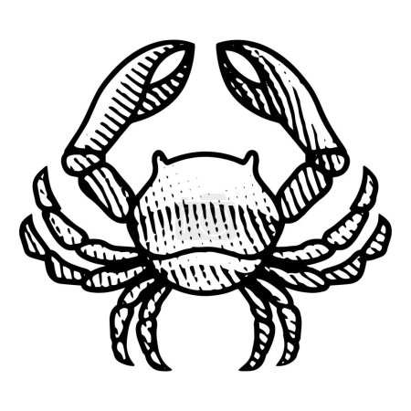 Photo for Illustration of Scratchboard Engraved Crab isolated on a White Background - Royalty Free Image