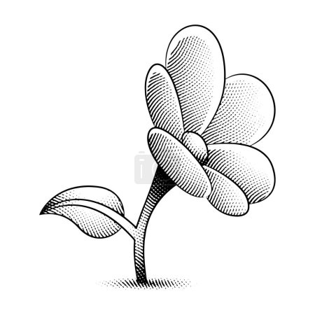 Téléchargez les photos : Illustration de Fleur de Marguerite Gravée Scratchboard isolée sur fond blanc - en image libre de droit