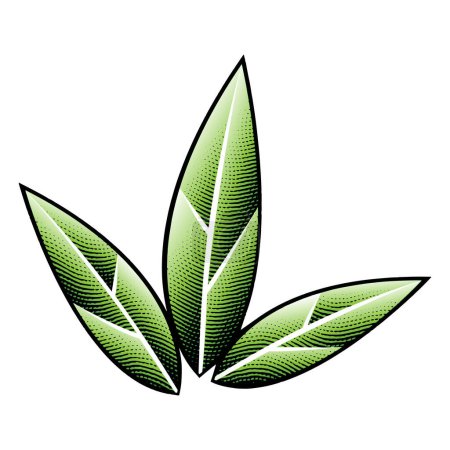 Téléchargez les photos : Illustration de feuilles de tabac vert gravées sur carton à gratter isolées sur fond blanc - en image libre de droit
