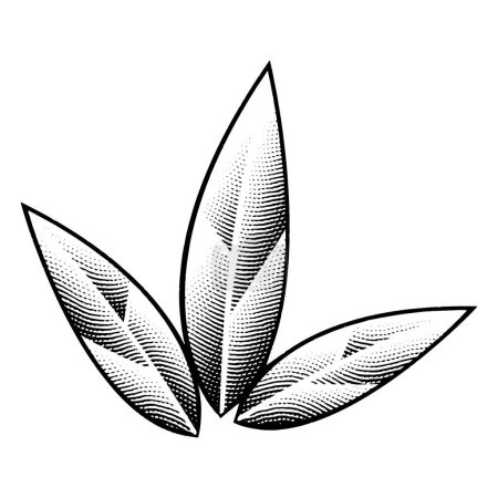 Téléchargez les photos : Illustration de feuilles de tabac gravées sur tableau à gratter isolées sur fond blanc - en image libre de droit