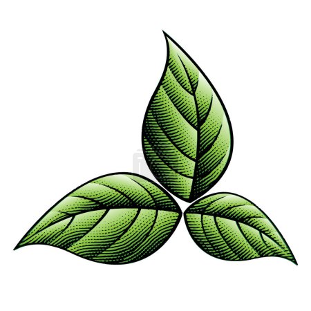 Téléchargez les photos : Illustration de feuilles de tabac vert gravées sur carton à gratter isolées sur fond blanc - en image libre de droit