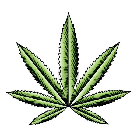 Téléchargez les photos : Illustration de feuille de cannabis verte gravée sur carton à gratter isolée sur un fond blanc - en image libre de droit