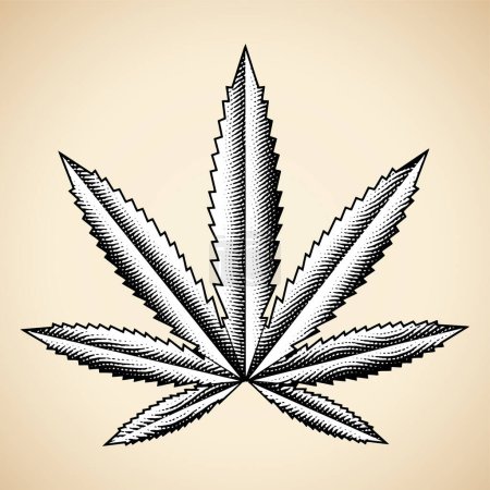 Téléchargez les photos : Illustration de Feuille de Cannabis Gravée Scratchboard isolée sur fond beige - en image libre de droit