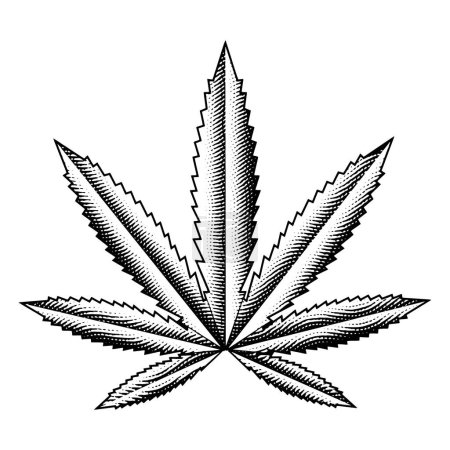 Téléchargez les photos : Illustration de Feuille de Cannabis Gravée Scratchboard isolée sur fond blanc - en image libre de droit