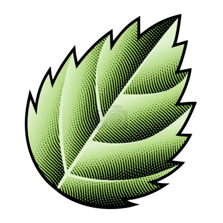 Téléchargez les photos : Illustration d'une feuille d'ortie verte gravée sur carton à gratter isolée sur fond blanc - en image libre de droit