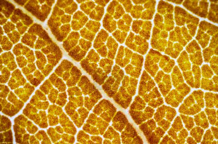 Photo for Beautiful autumn leaf patterns under the microscope - Royalty Free Image