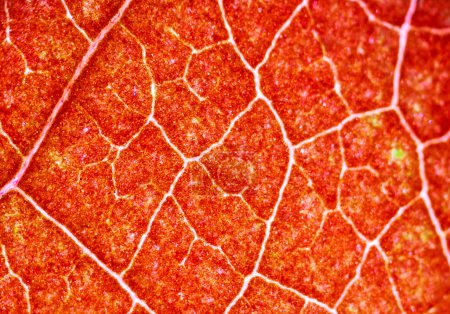 Photo for Beautiful autumn leaf patterns under the microscope - Royalty Free Image