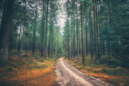 Photo for Tall pine trees in a mystic forest with a road passing through in the fall - Royalty Free Image