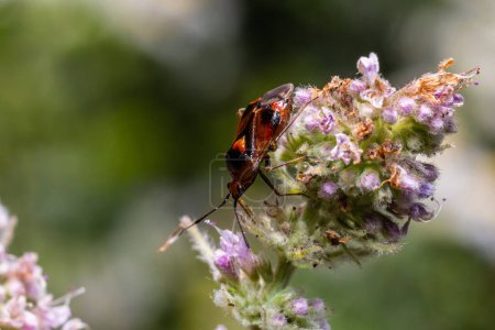 Téléchargez les photos : Gros plan sur un petit insecte migrateur, Deraeocoris ruber, accroché à une feuille verte dans le jardin. - en image libre de droit