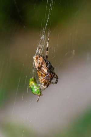 Téléchargez les photos : Gros plan d'une araignée croisée de jardin européenne Araneus diadematus sur la toile. - en image libre de droit