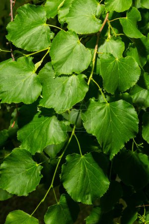 Photo for Close up view of linden tree before blooming on a summer's day. - Royalty Free Image