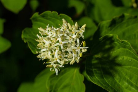 Téléchargez les photos : Cornus sanguinea, le cornouiller commun blanc fleurit avec des feuilles vertes autour. fleur de printemps Viburnum lantana. - en image libre de droit