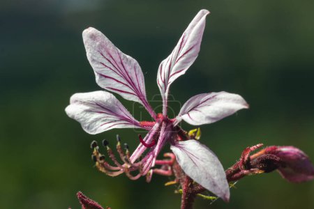 Téléchargez les photos : Burning-bush, Dictamnus albus. Dictamnus is a genus of flowering plant in the family Rutaceae. - en image libre de droit