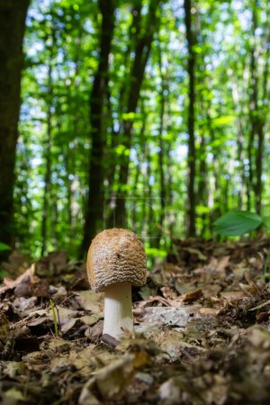 Photo for Two young mushrooms grow in the woods. Edible Blusher fungi Amanita rubescens. - Royalty Free Image