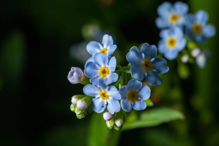 Photo for Beautiful small light blue and white meadow flowers. Fresh spring tiny blossoms. Forget me not blooming on green grassy background. Myosotis, alpestris, scoprion grass, scorpioides. - Royalty Free Image