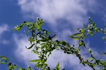 Téléchargez les photos : Dragons griffe branches de saule avec de nouvelles feuilles et fleurs contre le ciel bleu - Nom latin - Salix matsudana Tortuosa. - en image libre de droit