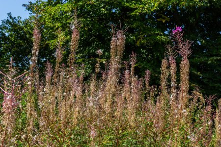Téléchargez les photos : Soit fleurs Fireweed dans les bois avec des formes inhabituelles. Merveilles d'automne de beauté sauvage de la nature. - en image libre de droit