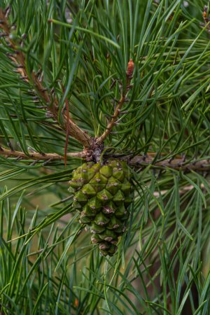 Téléchargez les photos : Pin pin cône de pin vert accroché sur la branche aiguilles de sapin. Plante médicinale. - en image libre de droit