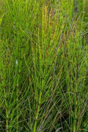 Foto de Cola de caballo Equisetum planta curativa fondo manojo. Equisetum arvense o hierba de serpiente es una planta medicinal. - Imagen libre de derechos
