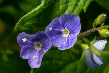 Photo for Veronica chamaedrys or germander speedwell blue flower, macro, close-up. - Royalty Free Image