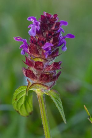 Photo for Beautiful prunella vulgaris are growing on a green meadow. Live nature. - Royalty Free Image