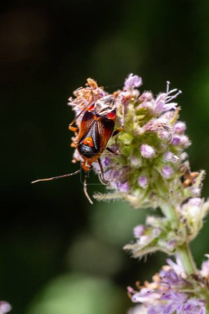 Téléchargez les photos : Gros plan sur un petit insecte migrateur, Deraeocoris ruber, accroché à une feuille verte dans le jardin. - en image libre de droit