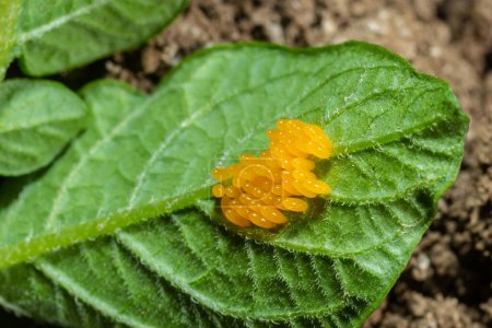 Photo for Colorado potato beetle eggs eat potato leaves, Leptinotarsa decemlineata. - Royalty Free Image